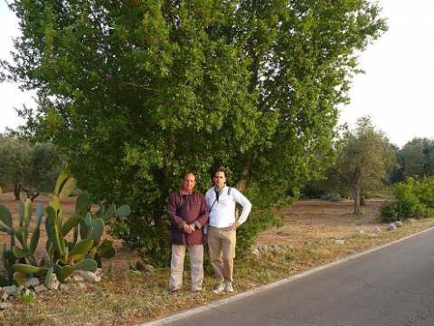Scoperta in Salento la ''quercia elegante'':  l'unica al mondo